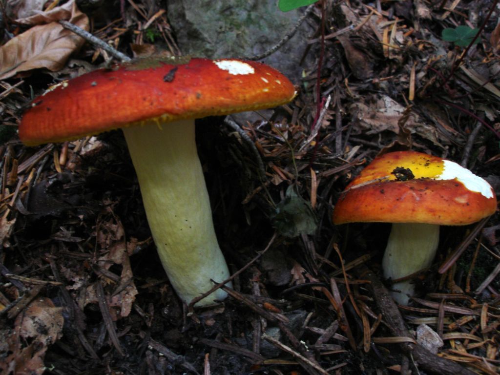 Russula aurea